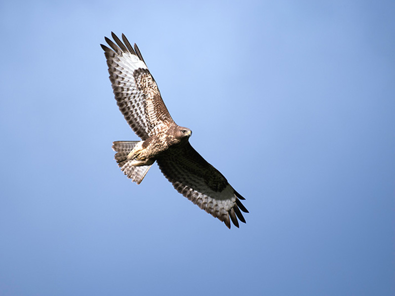 Buzzard on the Isle of Skye